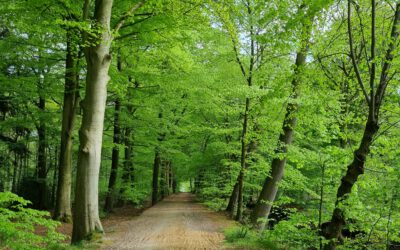 StadtLandzuFuß gestartet